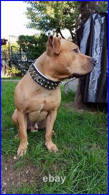 Bestia Metal dog collar. PERSONALIZED. Your writing engraved on stainless steel